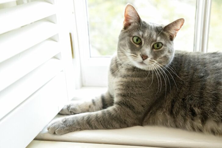 Biden New Cat