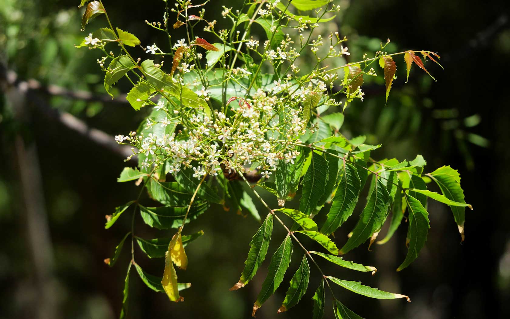 สะเดา (Siamese neem tree)