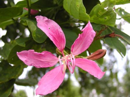 ชงโค (Puple orchid tree)