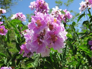 ตะแบกนา (Tabaek)