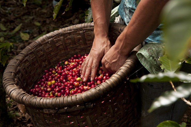 ส่องกลยุทธ์เนสเพรสโซ บันได 6 ขั้น สู่รางวัลผลิตกาแฟยั่งยืนที่สุดในโลก
