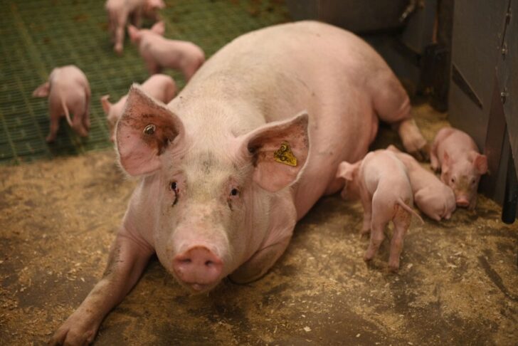 กรมปศุสัตว์ ยันไทยยังไม่พบโรคอหิวาห์หมู ASF นอกจากเพิร์ส กรมปศุสัตว์ ยันไทยยังไม่พบโรคอหิวาห์หมู ASF นอกจากเพิร์ส