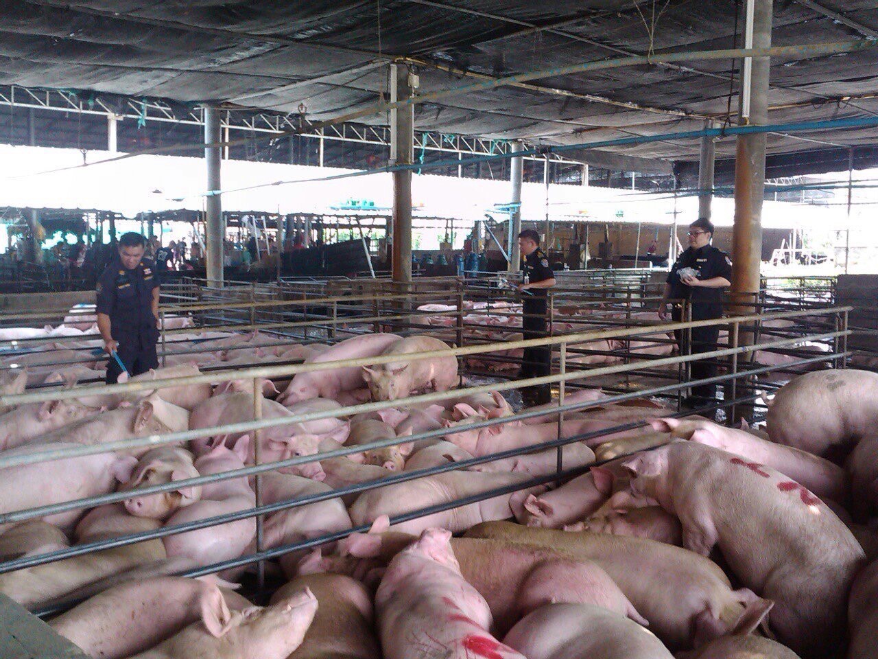 เปิดไทม์ไลน์โรคระบาดหมู ข้อเท็จจริง-คำปฏิเสธของกรมปศุสัตว์ ยังไม่ใช่ ASF
