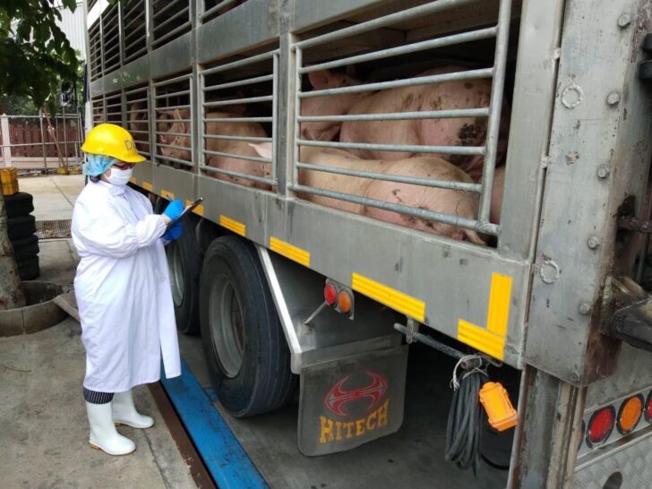 กระทรวงเกษตร เร่งเยียวยาผู้เลี้ยง หมูติด ASF 1.5 แสนตัว กระทรวงเกษตร เร่งเยียวยาผู้เลี้ยง หมูติด ASF 1.5 แสนตัว