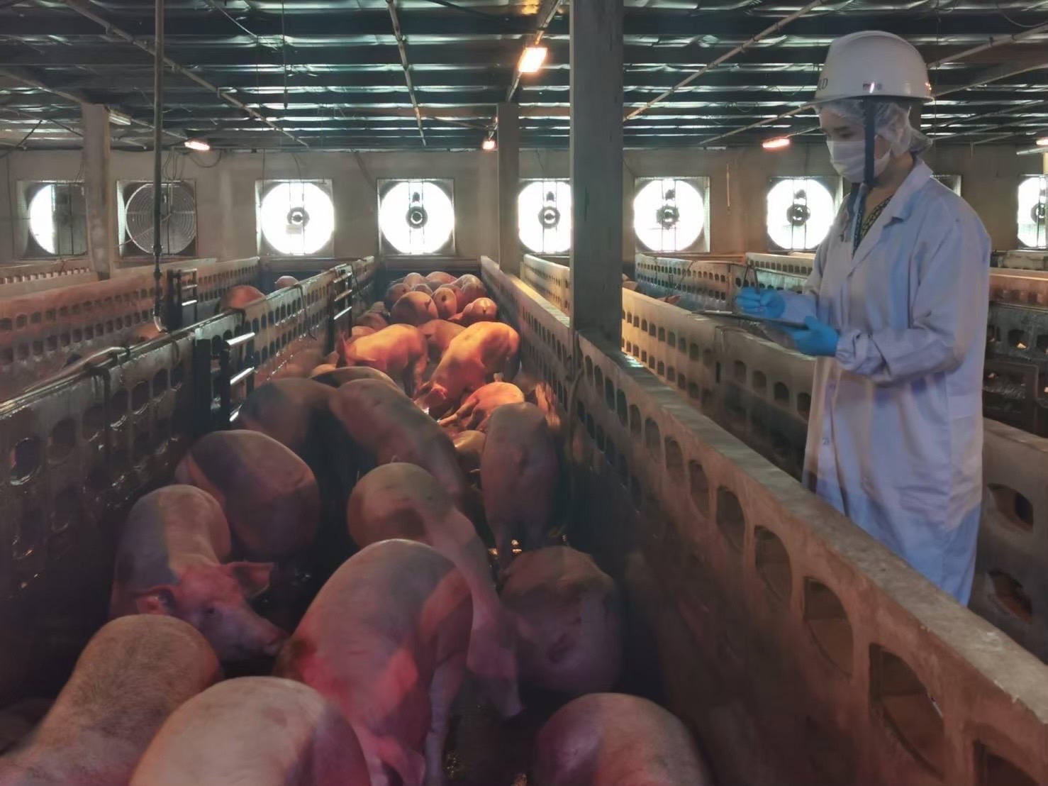 OIE เตือนเฝ้าระวังโรคระบาดสัตว์ช่วงเทศกาลตรุษจีน