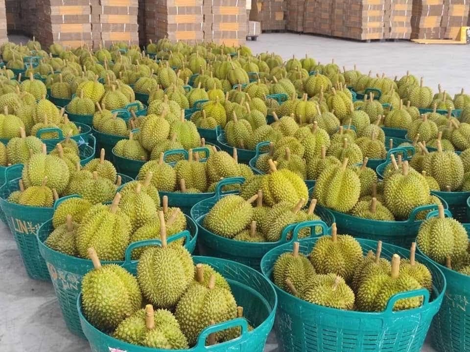 จ่อเปิดเส้นทางใหม่ ไฮฟอง – ท่าเรือชินโจว ระบายผลไม้ตะวันออก