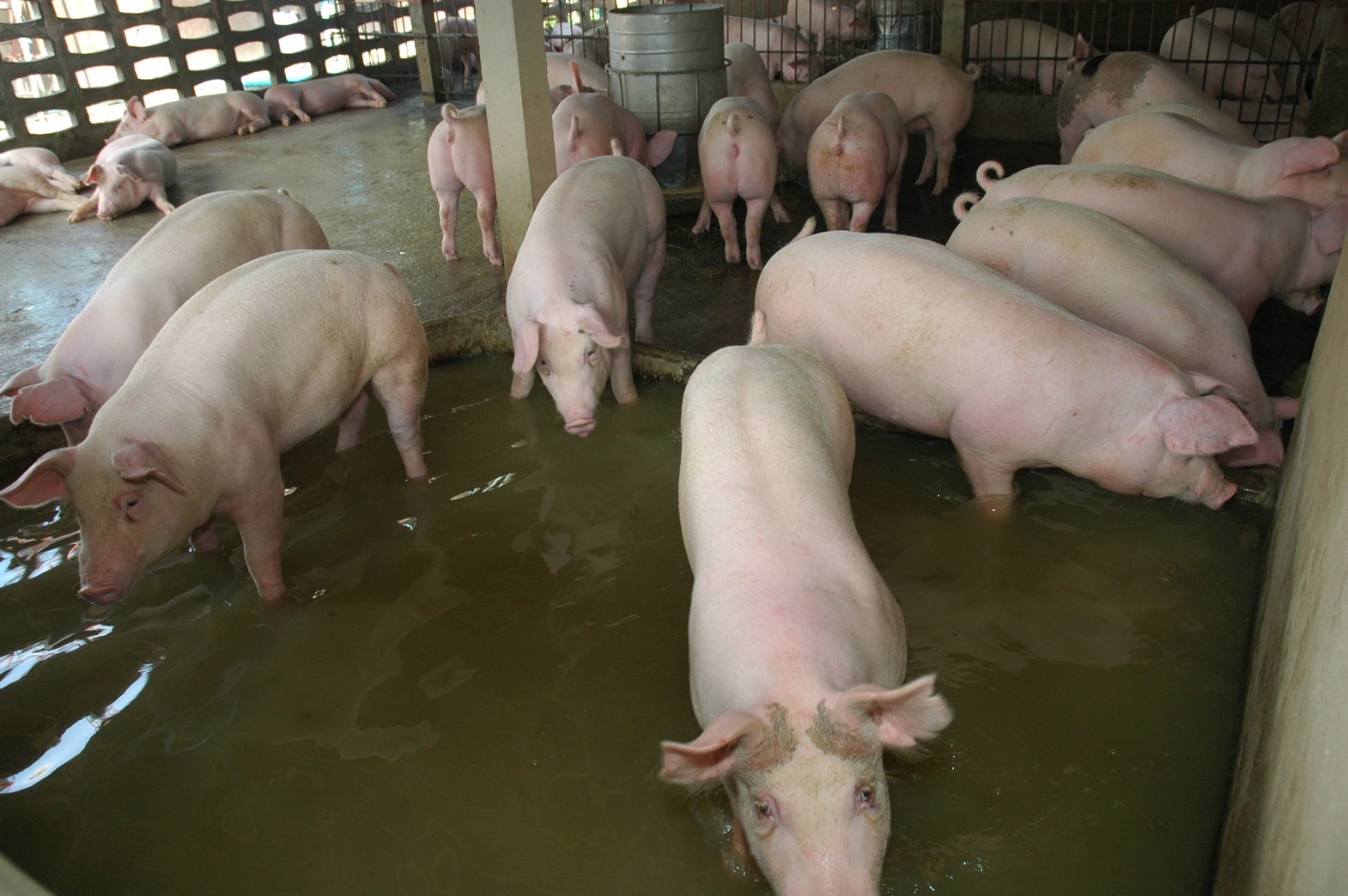 อธิบดีปศุสัตว์กล่อมผู้เลี้ยงหมูรายย่อยเข้าระบบ GFM