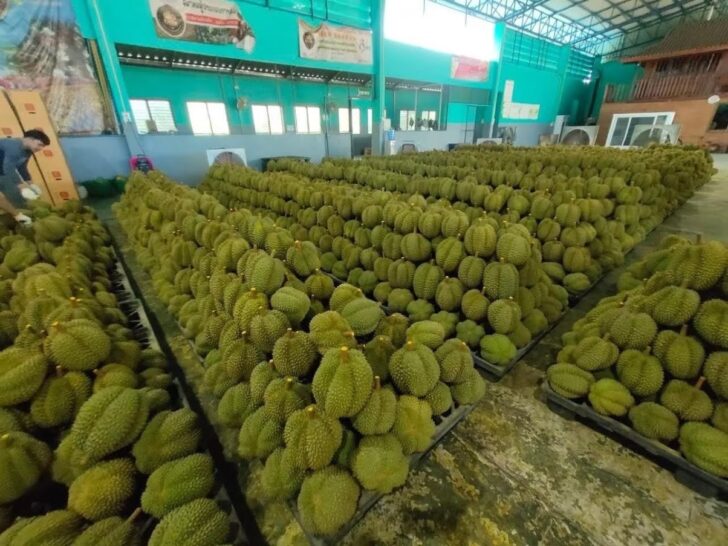 ทุเรียน