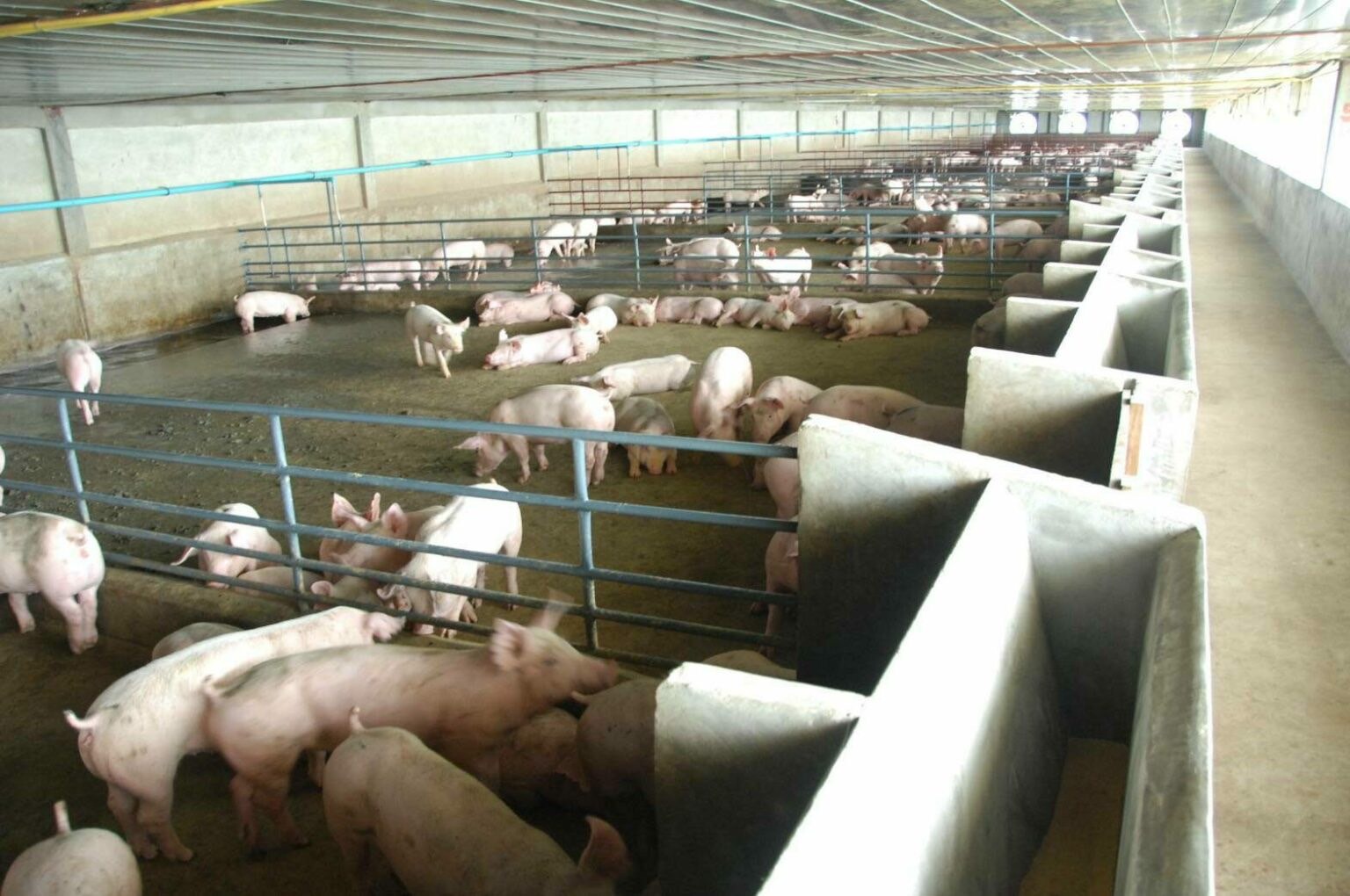 เช็กลิสต์ฟาร์มหมูหลังติดโรค ASF อยากเสี่ยงเลี้ยงใหม่ต้องทำอย่างไร
