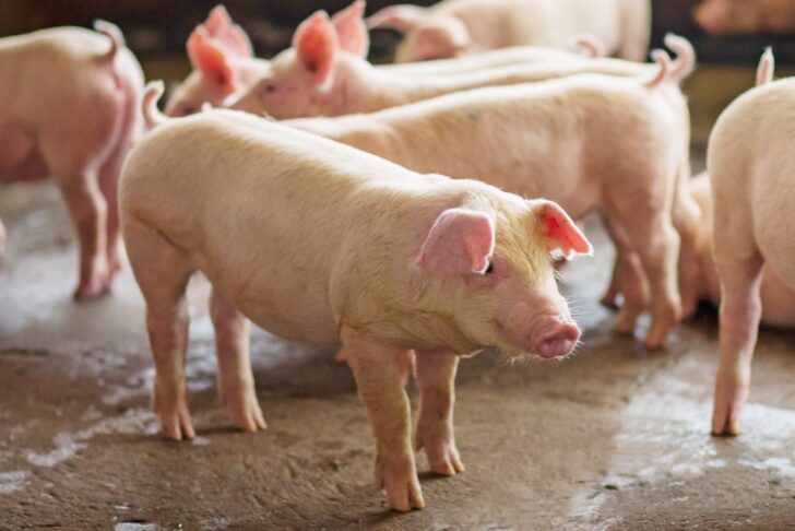 หมู สุกร หมู สุกร