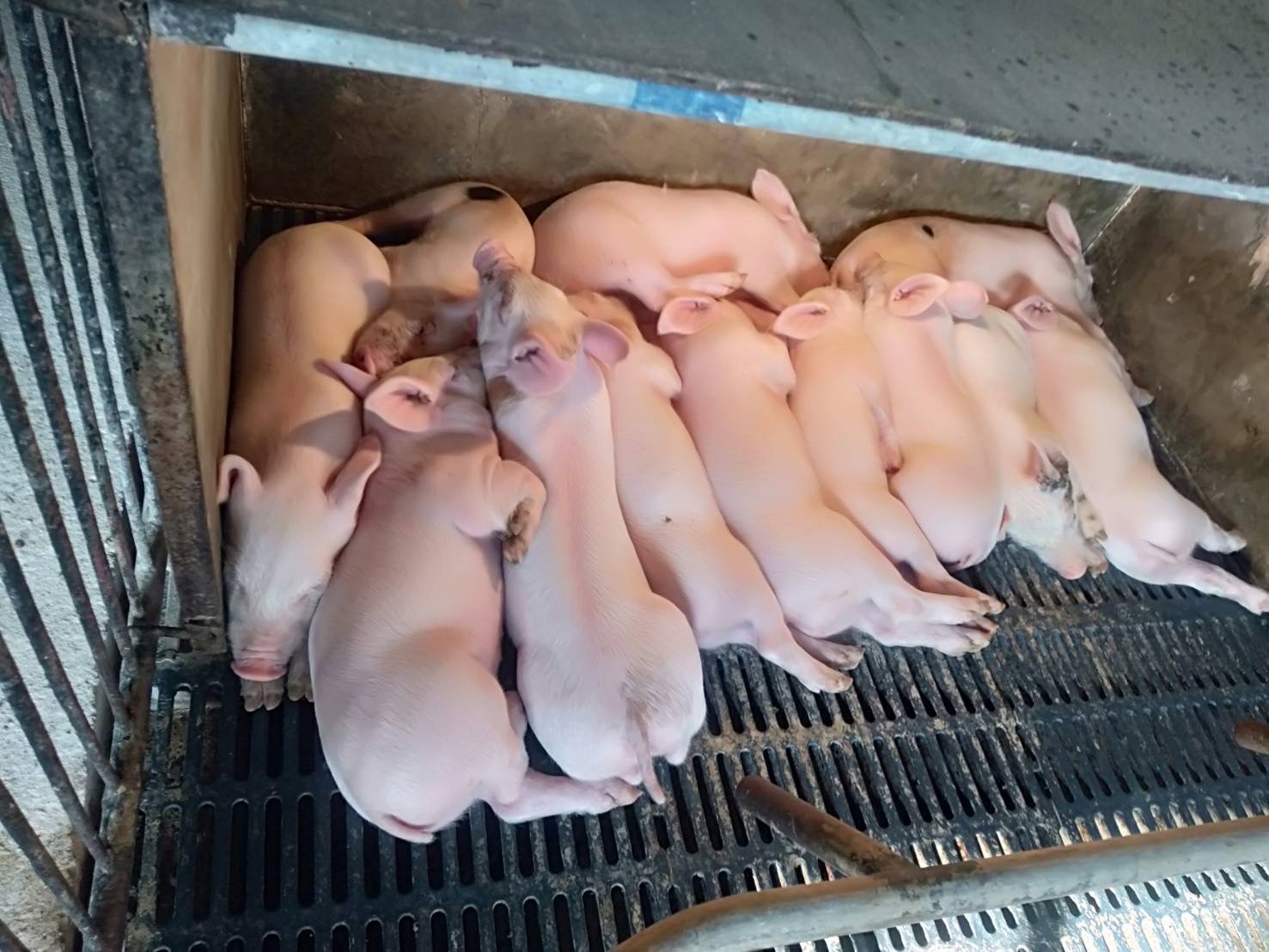 ผู้เลี้ยงหมูเบี้ยวสัญญาขายให้บริษัทใหญ่ พลิกราคาตลาดพุ่ง 110 บาท