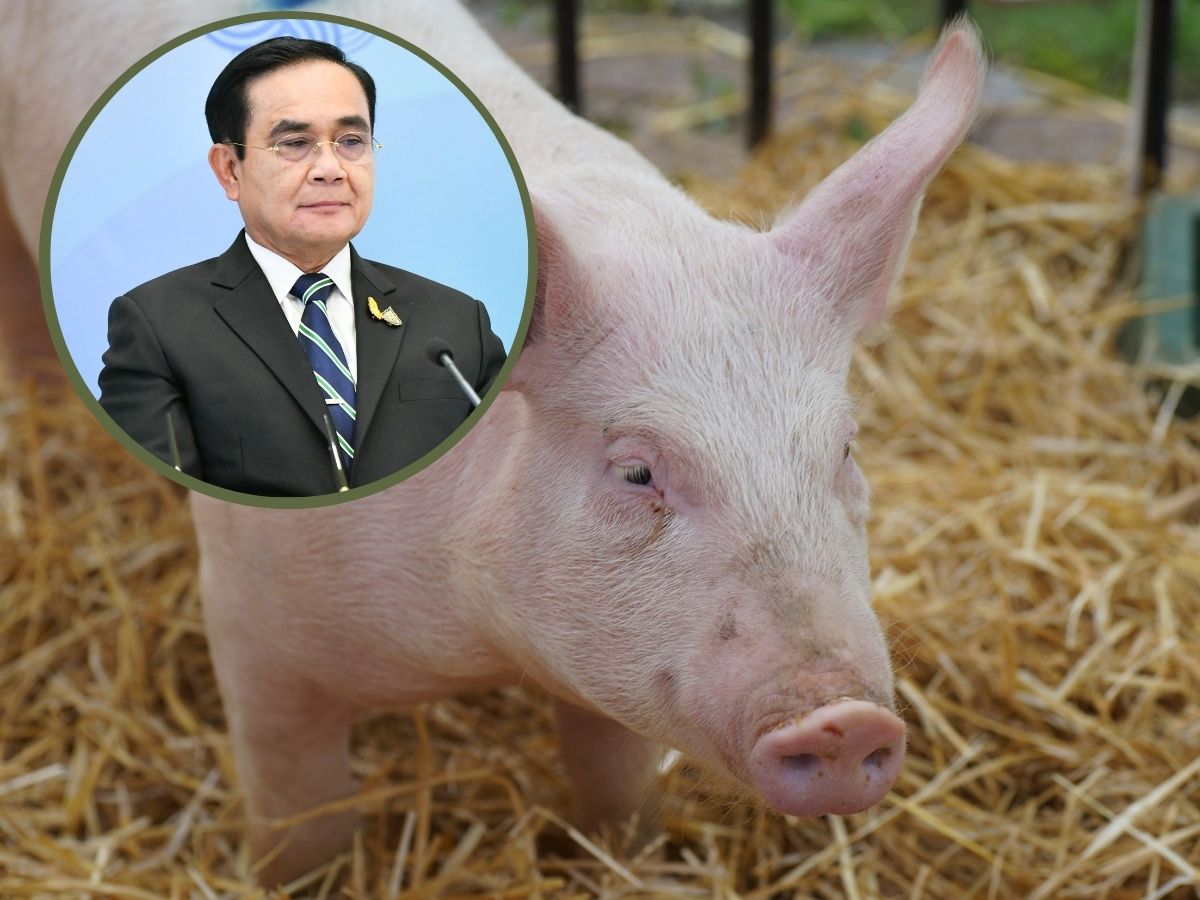 หมูแพง ประยุทธ์กำชับพาณิชย์แก้ปัญหา สั่งพิกบอร์ดช่วยผู้ประกอบการ