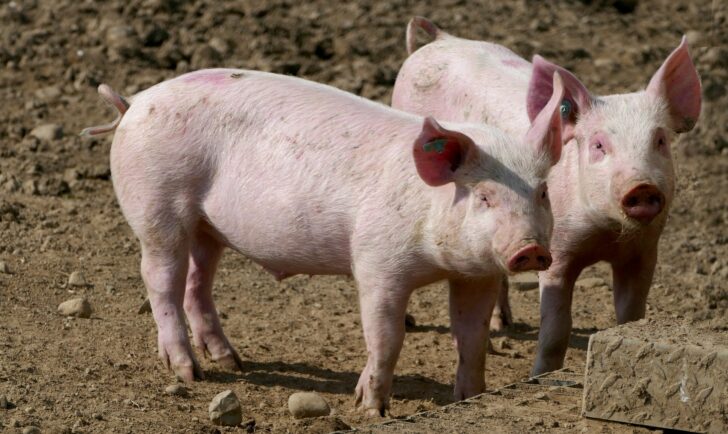 หมู
