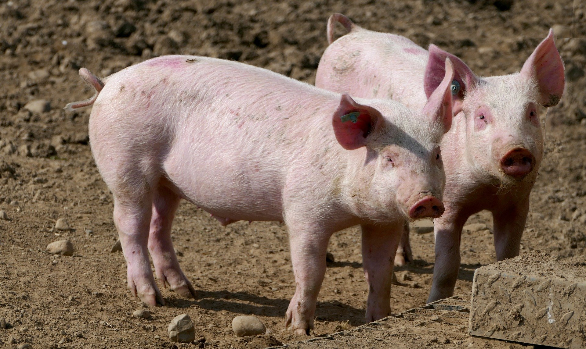 รัฐมนตรีเกษตร โต้ปิดข่าวหมูติดโรคระบาด AFS