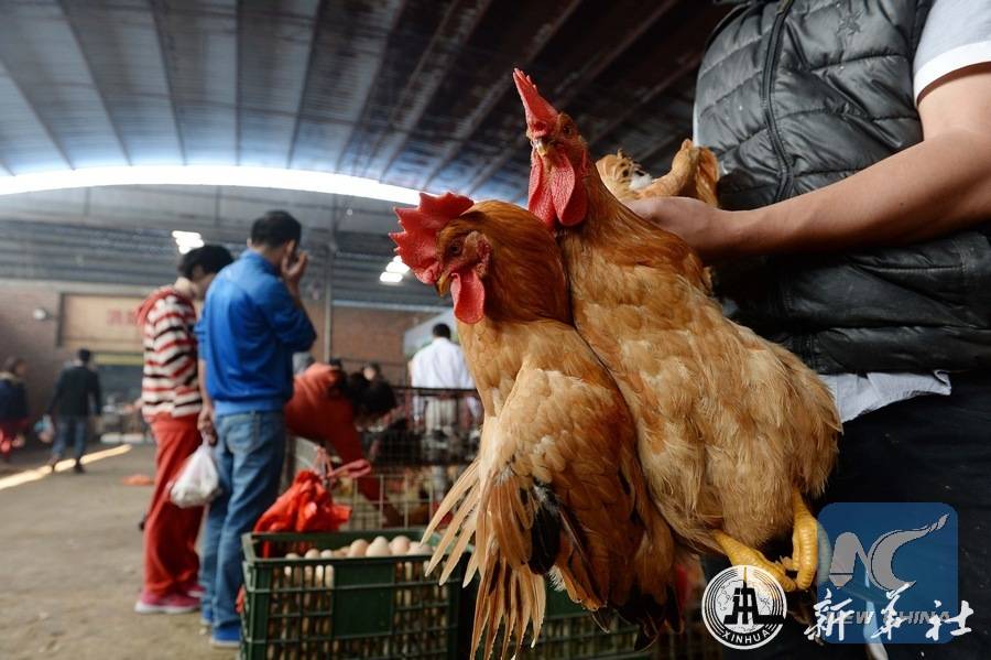 ไข้หวัดนก H5N6