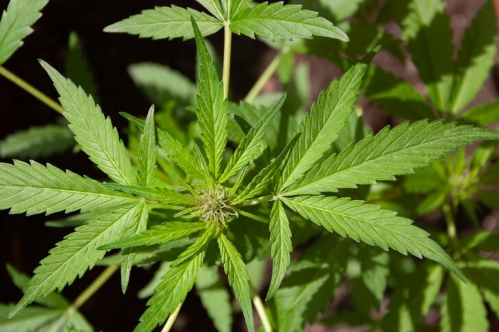 cannabis-5003418_960_720