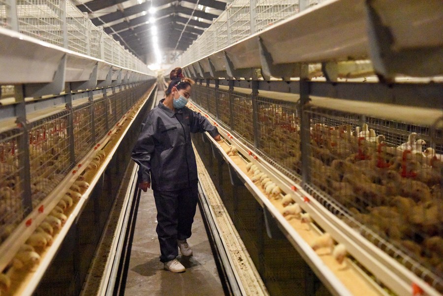 ไข้หวัดนก H5N6 คร่าชาวจีนเพิ่ม 2 อาการหนักอีก 3 ฮ่องกงเตือน