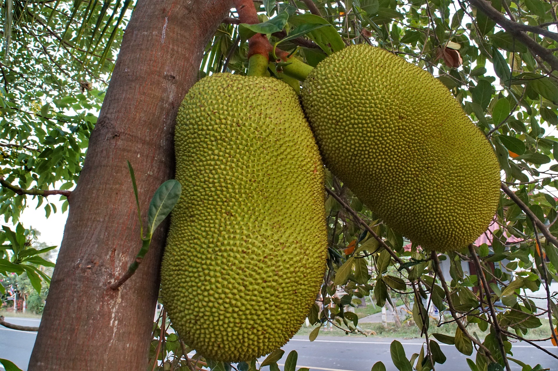 ขนุน (Jackfruit tree)