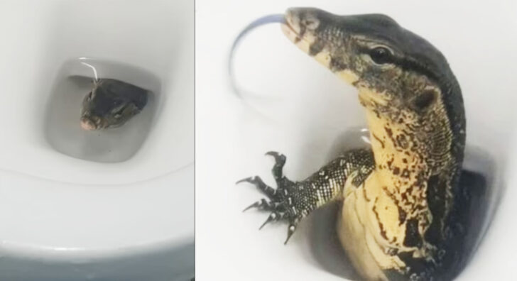 lizard viral1 ตัวเงินตัวทอง