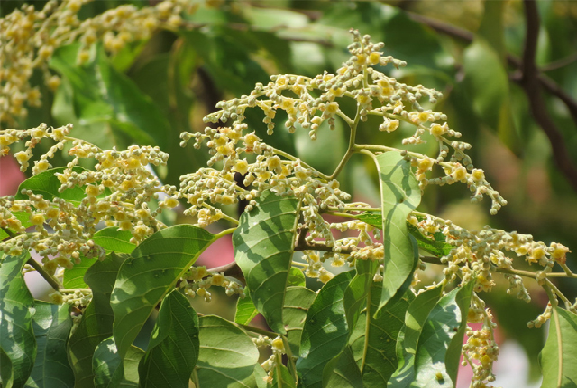 ตะเคียนทอง (Iron wood)
