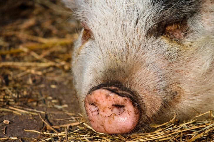 หมู หมู