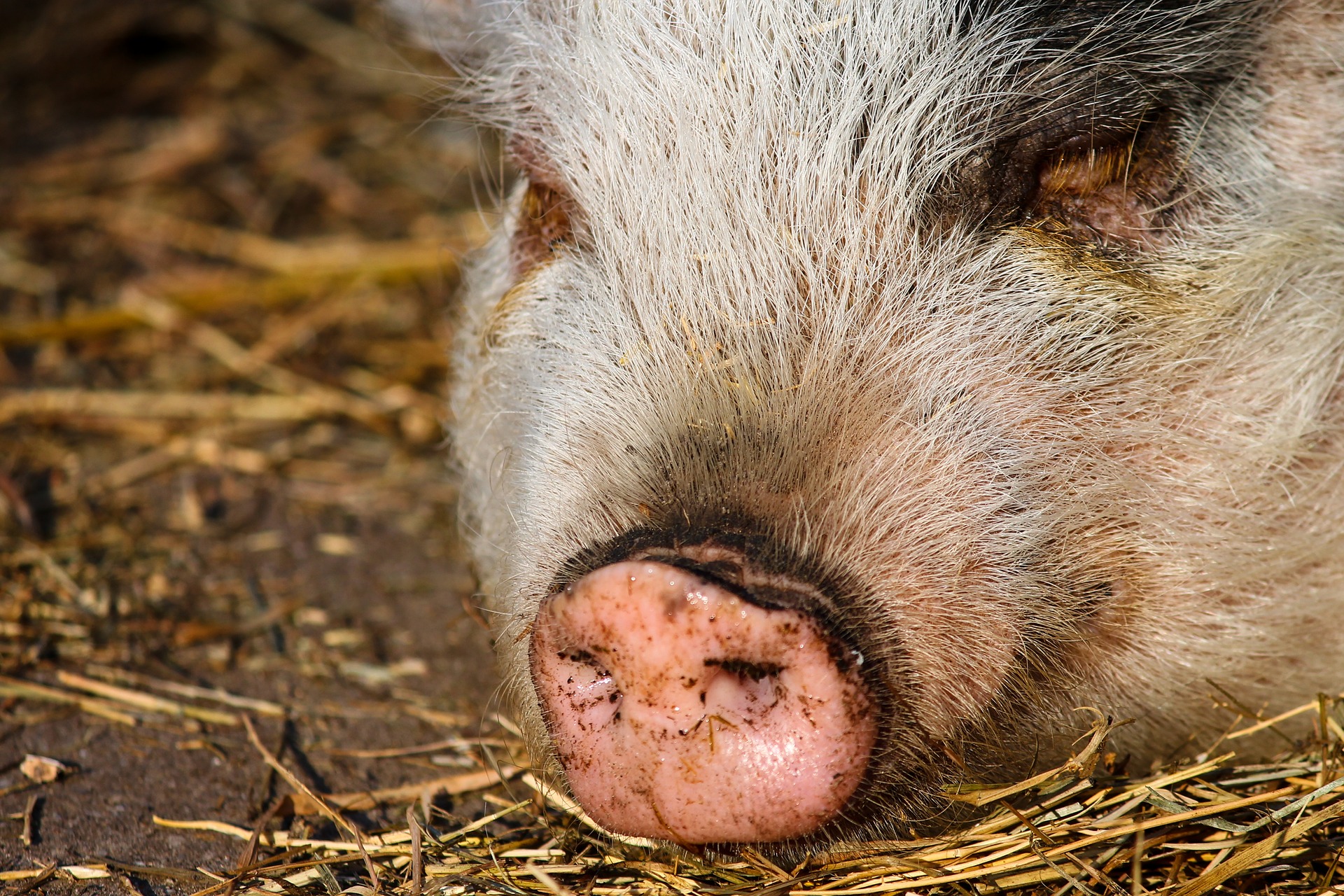 เปิดวิธีการุณยฆาตหมูติดโรคระบาด เจ้าของฟาร์มรับเงินชดเชยเท่าไร