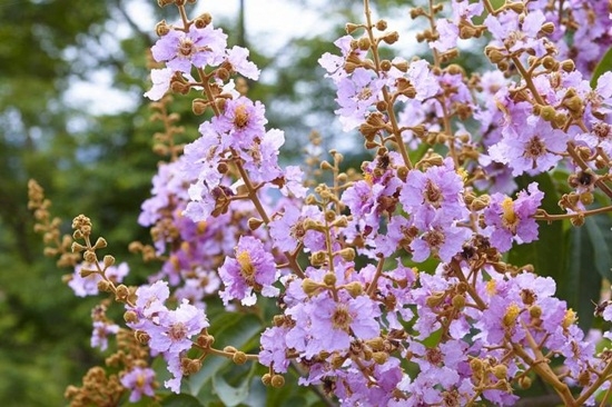 ตะแบกใหญ่ (White Myrtle)
