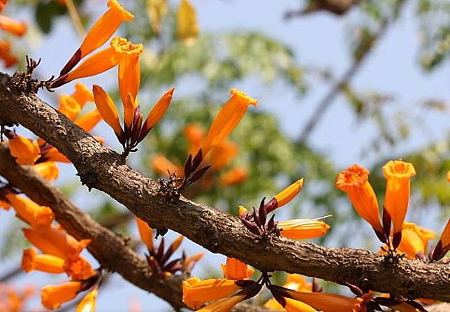 ปีบทอง (Tree Jasmine)