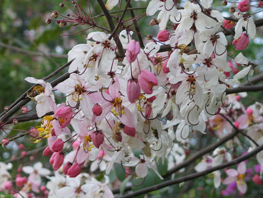 กัลปพฤกษ์ (Wishing Tree)