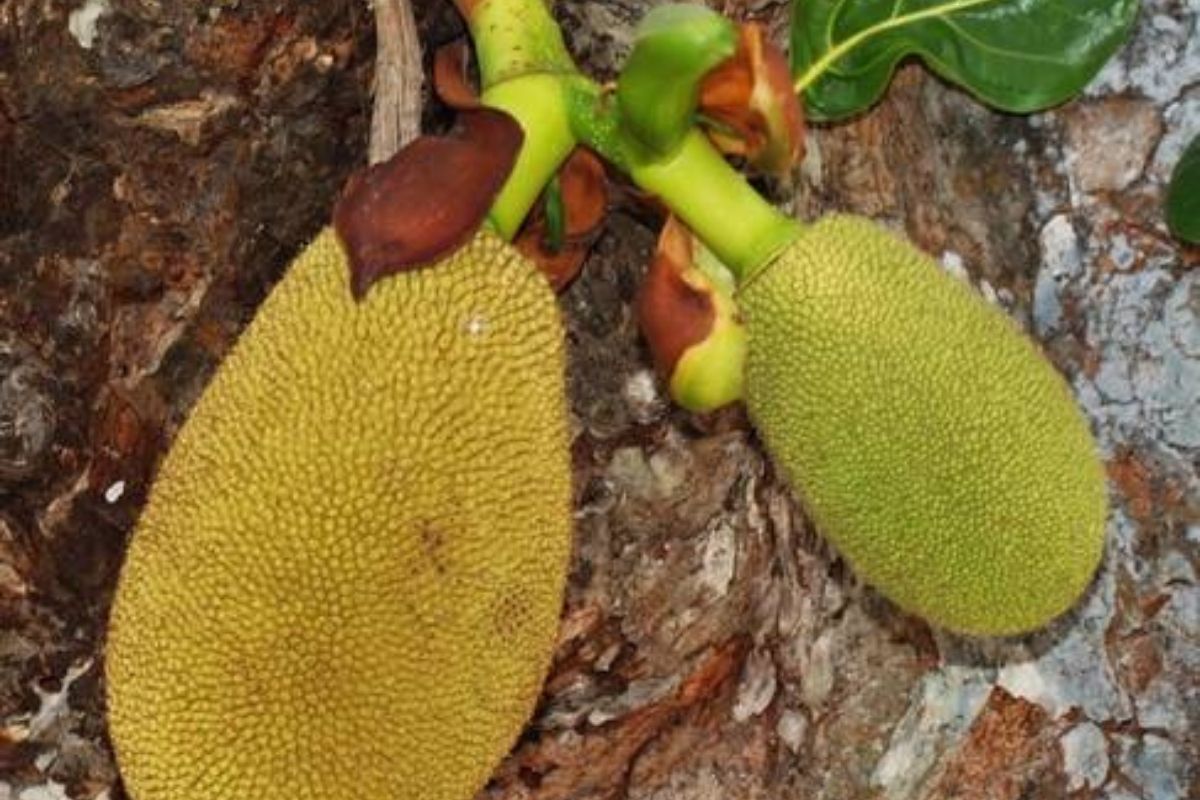 ขนุนพันธุ์ไพศาลทักษิณ (Jackfruit tree)