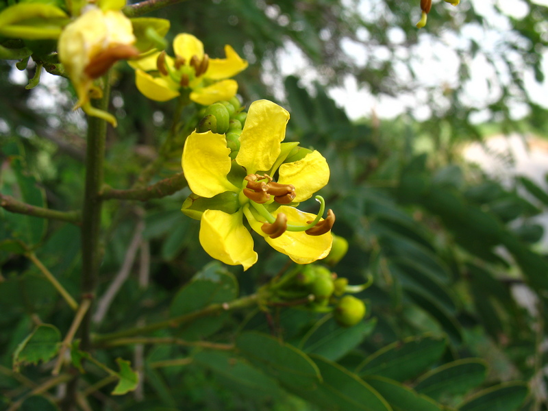 ขี้เหล็กบ้าน (Cassod tree)