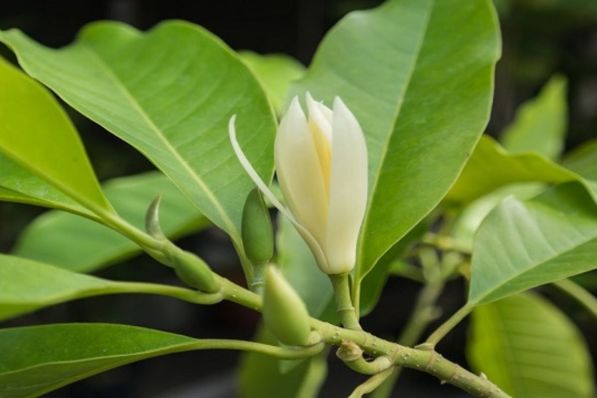 จำปี (White chempaka)