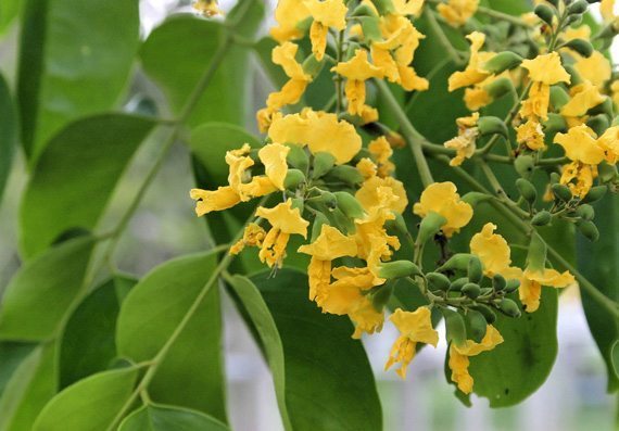 ประดู่ป่า (Burmese Padauk)