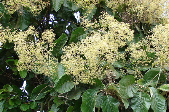 สัก (Teak)