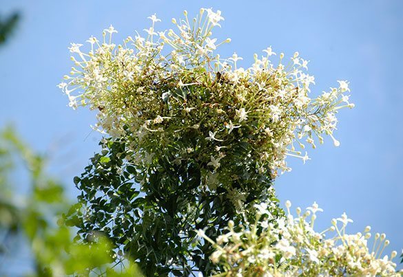 ปีบ (Cork Tree)