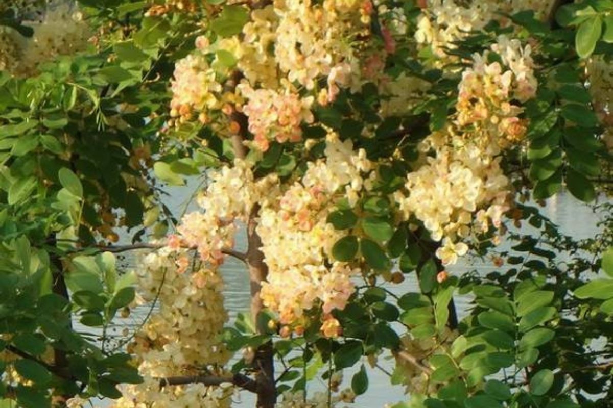 ต้นรัตนพฤกษ์/คูนสายรุ้ง (Rainbow Shower Tree)