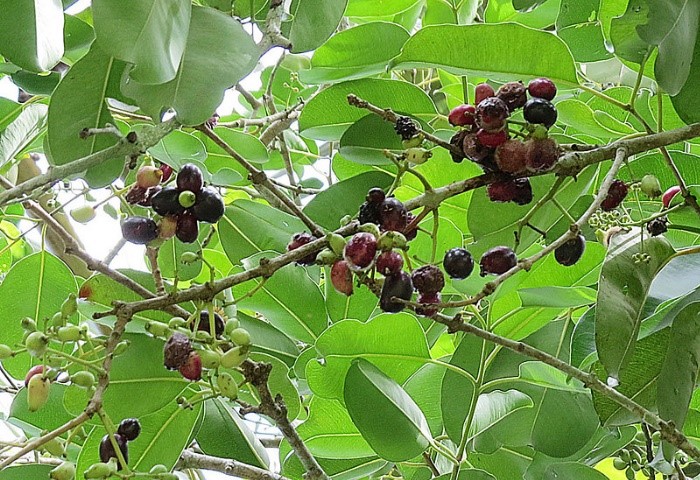 หว้า (Jambolan Plum)