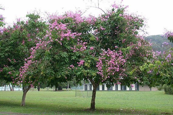 อินทนิลน้ำ (Queen’s Crape Myrtle)