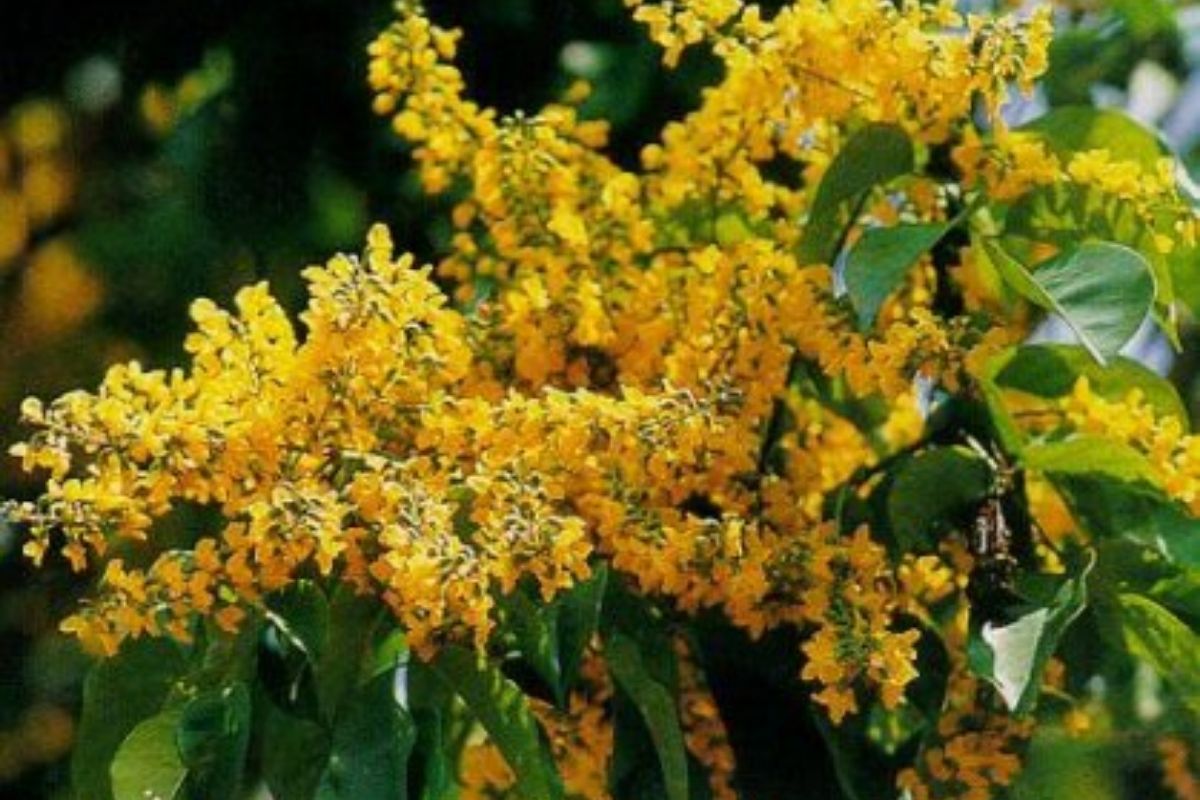 ประดู่อังสนา (Padauk)