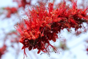 ประดู่แดง (Monkey flower tree)