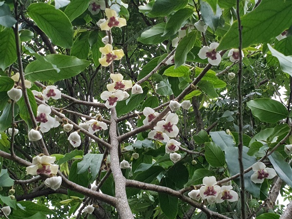 มหาพรหมราชินี (Mahaphrom Rachini)