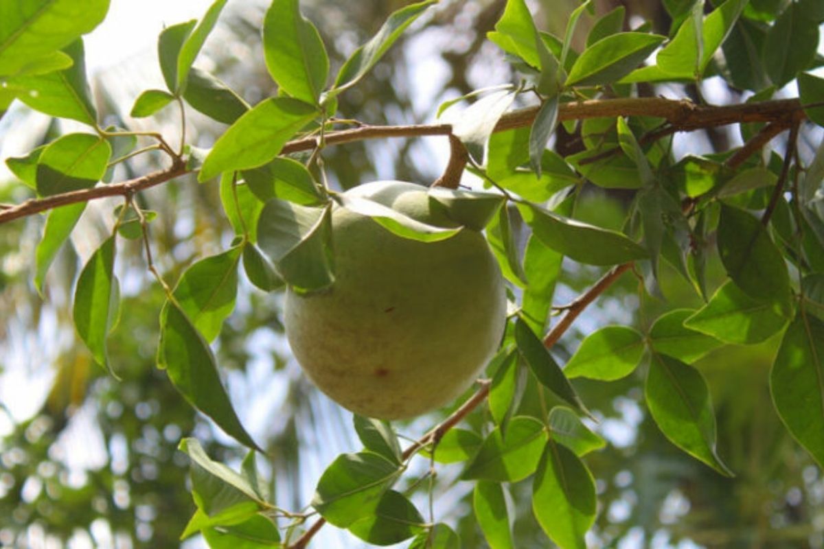มะตูม (Bael)