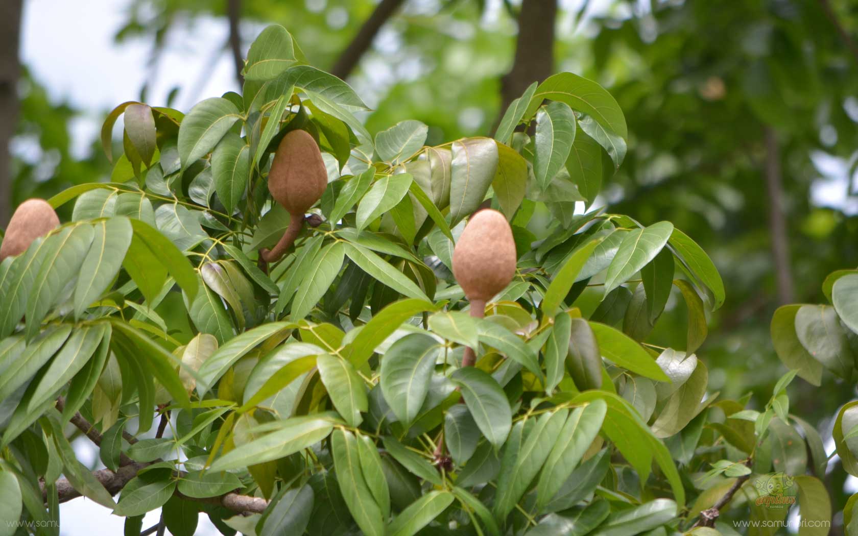 มะฮอกกานี (Broad Leaf Mahogany)