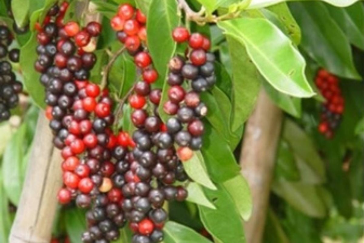 มะเม่า (Maoberry/Mamao)