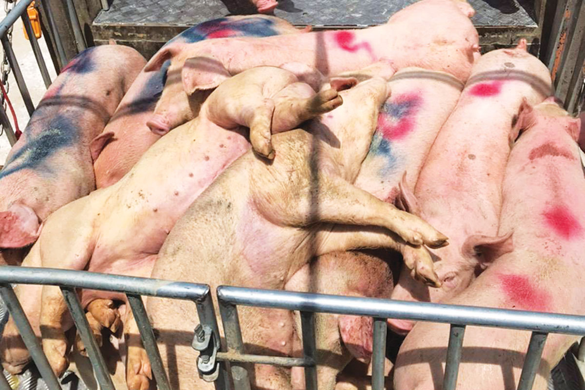 “หมูแพง” ใครรวย ? ลงเลี้ยงใหม่-ใครรอด