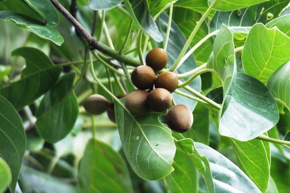 สมอพิเภก (Beleric myrobalan)