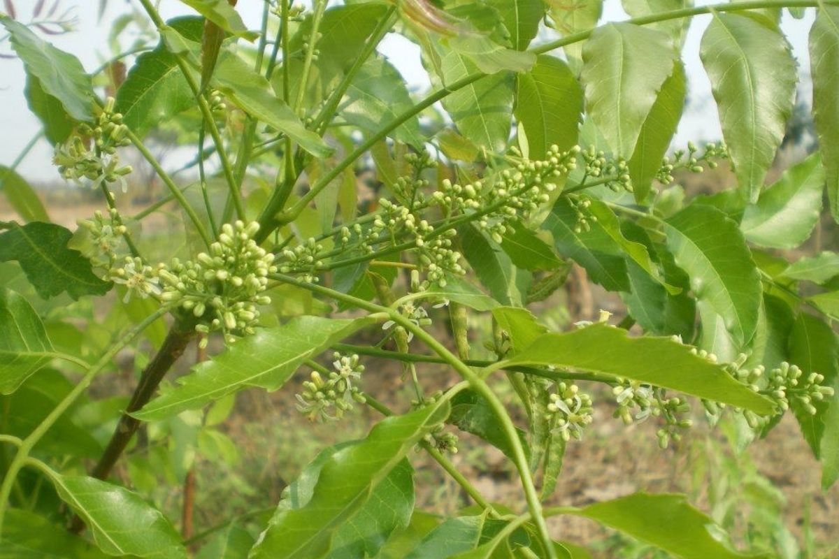 สะเดาข้าง (Pink Cedar)