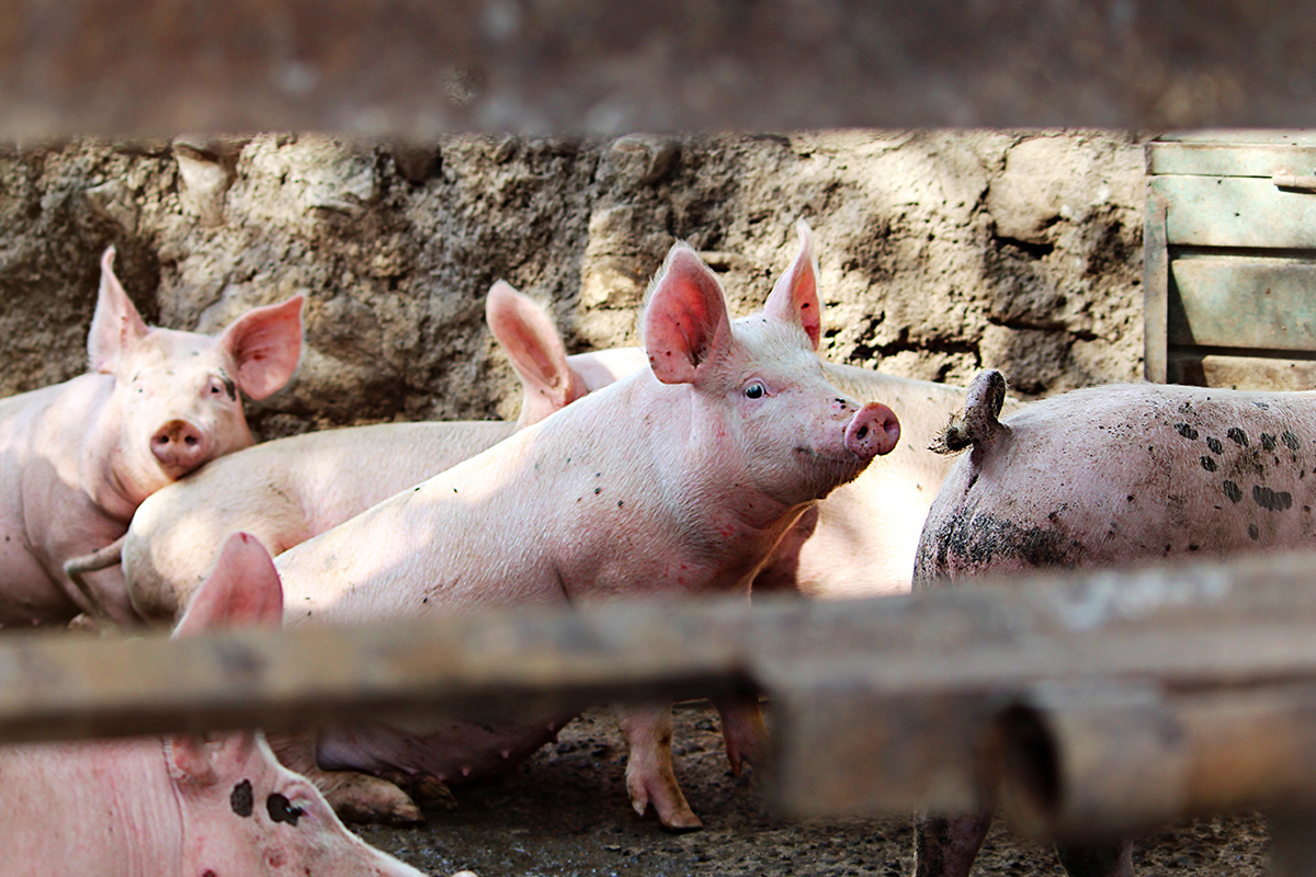 ทำสงครามโรคระบาดหมู ASF ตั้งวอร์รูมแก้ปัญหาด่วนทั่วประเทศ