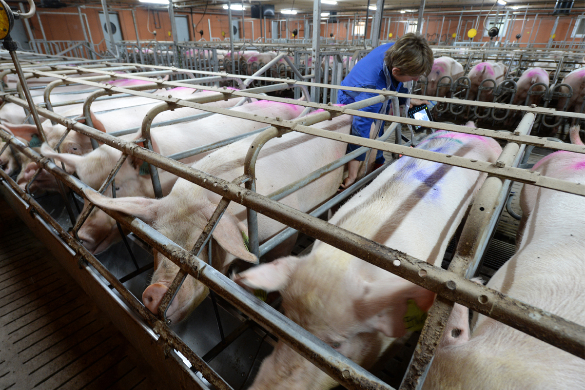 จับตาราคาหมูแพงทะลุ 300 บาท/กิโล โรคระบาดหมูหายจากระบบ 50 %