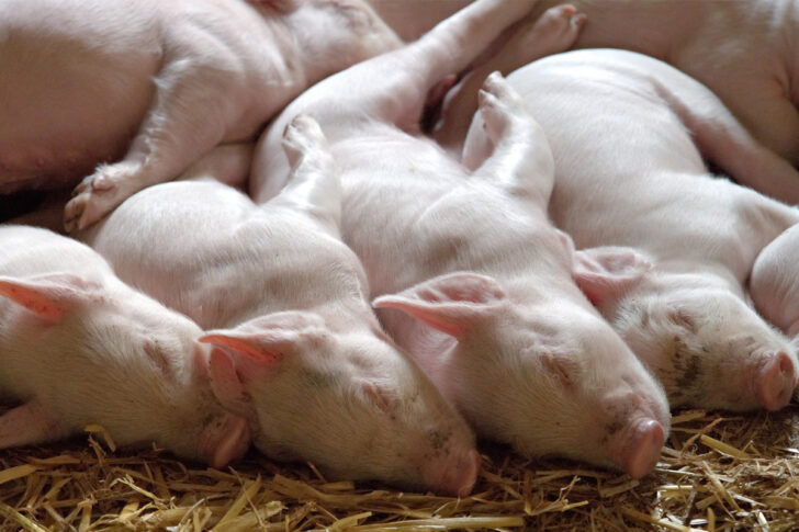 หมูแพงทะลุโลก